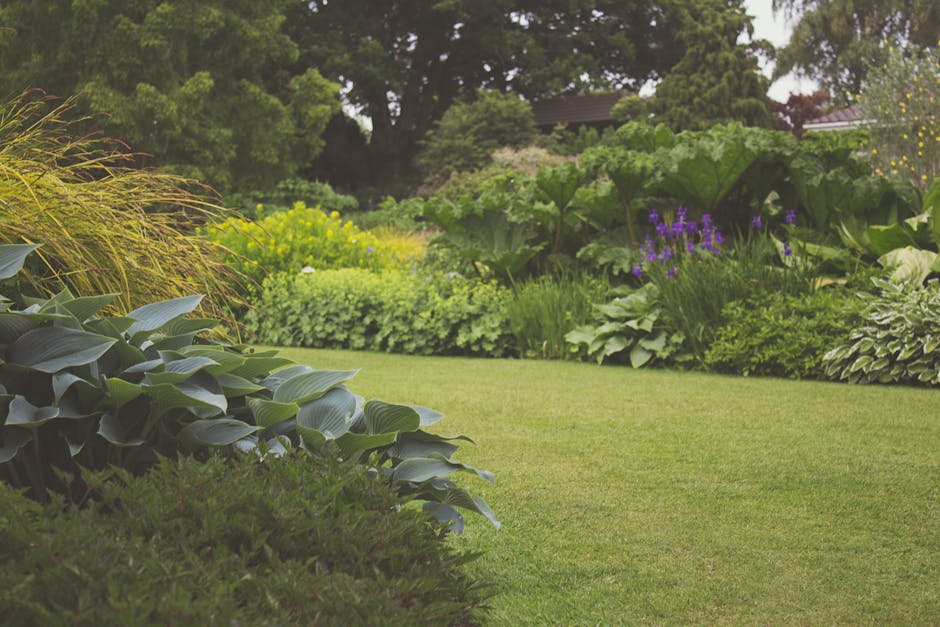 A well-maintained garden scene featuring a lush, neatly trimmed green lawn bordered by diverse plantings and garden beds. On the left, broad-leaved Hostas with glossy, dark green foliage are visible, alongside ornamental grasses with tall, wispy, brown seed heads. In the background, dense shrubs and hedges create a natural boundary, with flowering plants displaying purple blooms and vibrant green leaves. A paved pathway runs through the garden, leading toward clusters of trees with dense canopies of green and reddish leaves, providing shade and structure. Various textures of soil, mulch, and grass are evident, with some areas appearing moist from recent watering. The overall scene is bathed in soft, natural daylight, highlighting the freshness and health of the garden. Gardeners Croydon, known for garden maintenance and landscaping work, may perform tasks such as hedge trimming, lawn care, and planting in this type of outdoor space, ensuring the garden remains vibrant and tidy throughout the seasons.