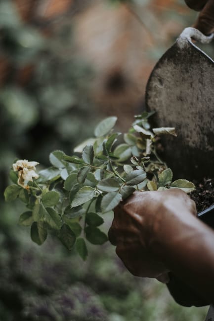 A close-up of a gardener's hands planting a small shrub with green, glossy leaves and a few white flowers into dark, moist soil in a garden bed. The gardener is using their left hand to steady the plant and their right hand to hold a trowel, which is partially visible, coated with soil. The garden features neatly defined borders, and in the background, there is a blurred view of additional greenery and garden plants, with natural outdoor lighting highlighting the textures of the leaves and soil. This scene exemplifies garden maintenance and planting activities, consistent with landscaping work carried out by local professionals such as Gardeners Croydon, as referenced on the page about East Croydon garden maintenance tips.