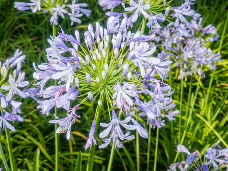 Garden outdoor space