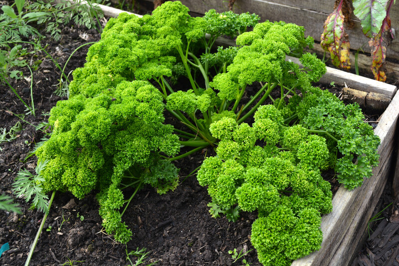 irrigation system garden