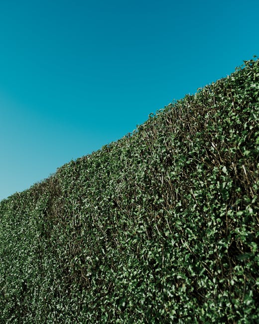 A neatly trimmed, dense green hedge runs along the edge of a garden, with small, glossy leaves creating a uniform surface. The hedge appears to have been recently pruned, with some fresh, lighter-colored cuttings visible at the top and sides. The ground beneath the hedge is partly visible, showing dark, moist soil and small patches of grass. To the left, a well-maintained lawn with closely cut, lush grass extends towards the garden bed, which is bordered by a narrow strip of soil. In the background, clear blue sky indicates bright, sunny weather, illuminating the scene with natural light. The overall setting suggests professional garden maintenance, emphasizing hedge trimming and lawn care, typical of services offered by Gardeners Croydon, as highlighted on the Thornton Heath hedge cutting pros page. The image captures a serene, orderly outdoor space designed for aesthetic appeal and privacy.