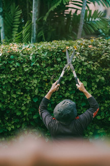A person wearing a dark long-sleeved shirt and a grey cap is engaged in hedge trimming in a lush garden. They are holding a pair of silver-handled garden shears, actively cutting the dense, leafy hedge with small, green leaves. In the background, there are tall tropical plants with broad, green fronds and a few slender palms, creating a vibrant, tropical environment. The ground appears to be soil or mulch, and the lighting suggests a bright day with natural sunlight illuminating the foliage. This scene showcases professional hedge maintenance, emphasizing tidy, well-kept garden borders, and reflects the outdoor landscaping work that Gardeners Croydon offers, suitable for clients in the CR7 and CR0 areas looking for expert garden care and hedge trimming services.