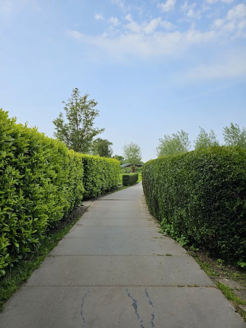 A neatly trimmed, dense green hedge runs along the edge of a garden, with small, glossy leaves creating a uniform surface. The hedge appears to have been recently pruned, with some fresh, lighter-colored cuttings visible at the top and sides. The ground beneath the hedge is partly visible, showing dark, moist soil and small patches of grass. To the left, a well-maintained lawn with closely cut, lush grass extends towards the garden bed, which is bordered by a narrow strip of soil. In the background, clear blue sky indicates bright, sunny weather, illuminating the scene with natural light. The overall setting suggests professional garden maintenance, emphasizing hedge trimming and lawn care, typical of services offered by Gardeners Croydon, as highlighted on the Thornton Heath hedge cutting pros page. The image captures a serene, orderly outdoor space designed for aesthetic appeal and privacy.